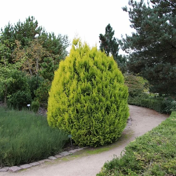 Thuja plicata 'Goldy' 2.3L - image 3