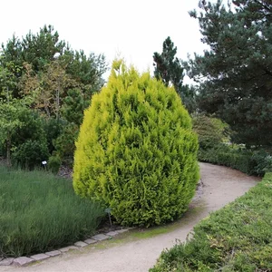 Thuja plicata 'Goldy' 7L - image 3