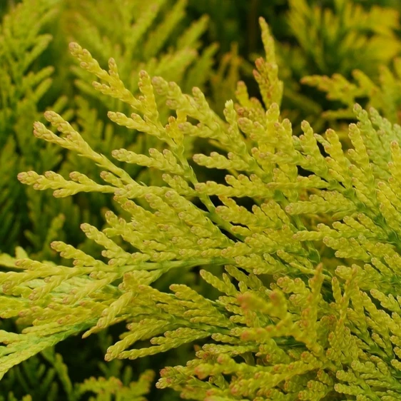 Thuja plicata 'Goldy' 6L - image 4