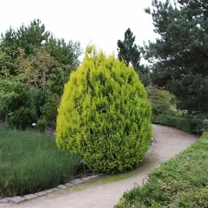 Thuja plicata 'Goldy' - image 2