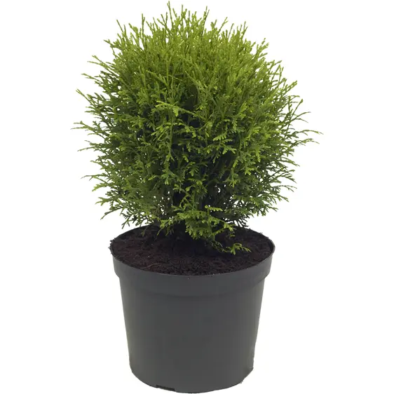 Thuja occidentalis 'Hetz Midget' 1L