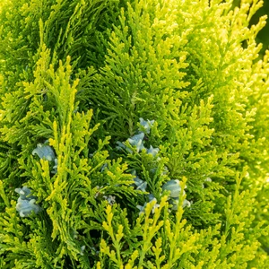 Thuja occidentalis 'King Of Brabant' 1L