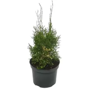 Thuja occidentalis 'Konfettii'