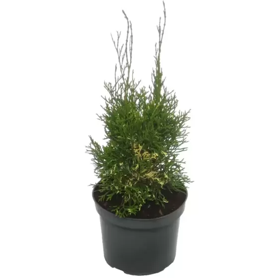 Thuja occidentalis 'Konfettii' 3L