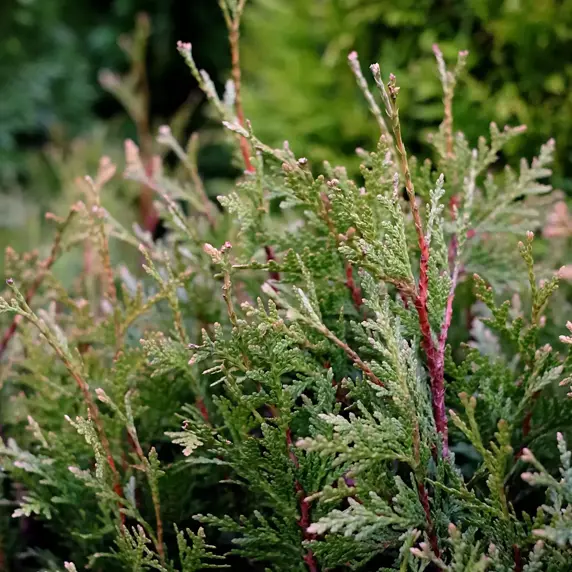 Thuja plicata 'Little Boy' 1L