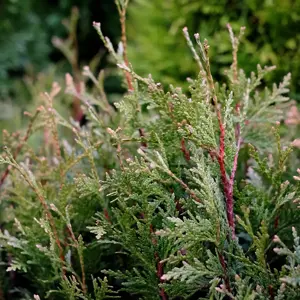 Thuja 'Little Boy'