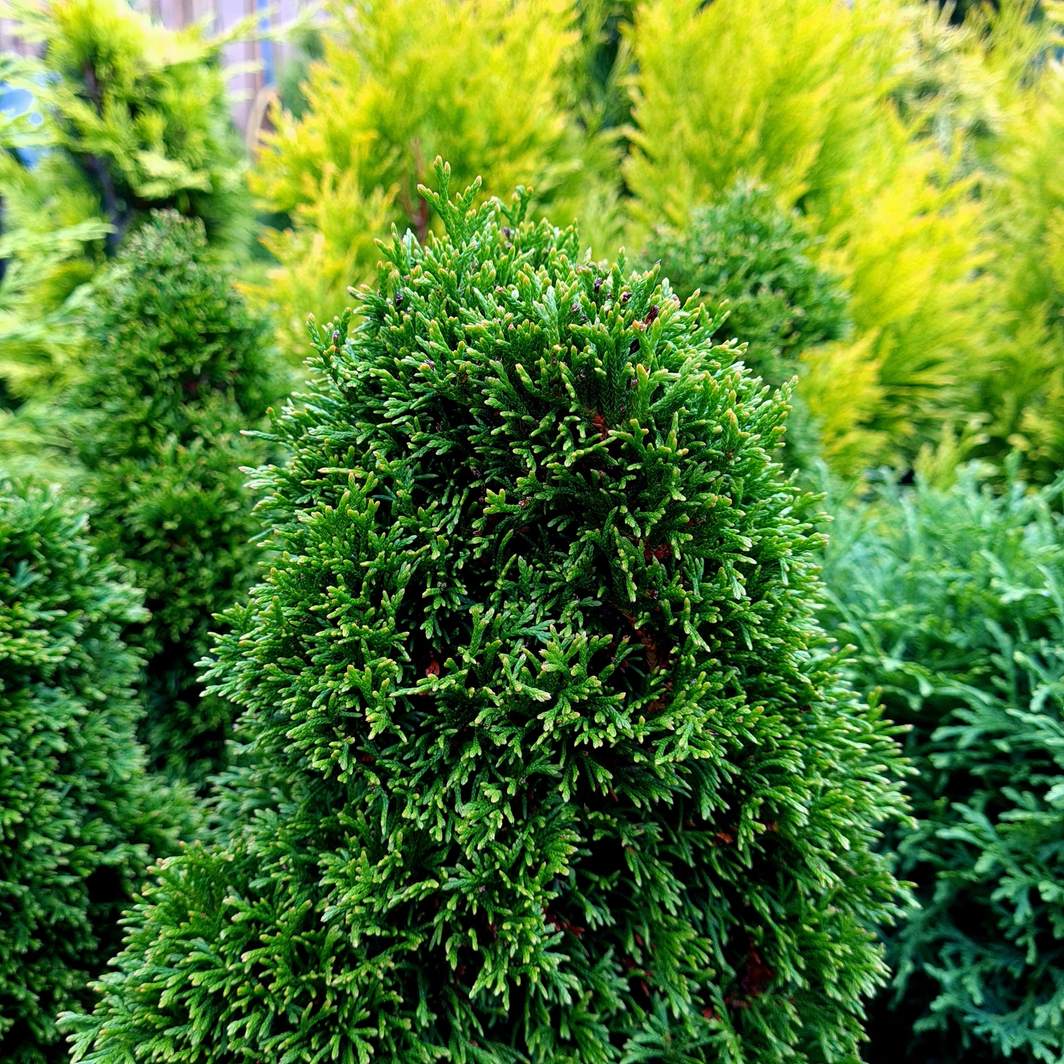 typische zimmerpflanzen palme Kentiapalme | Howea forsteriana