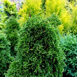 Thuja occidentalis 'Maks'