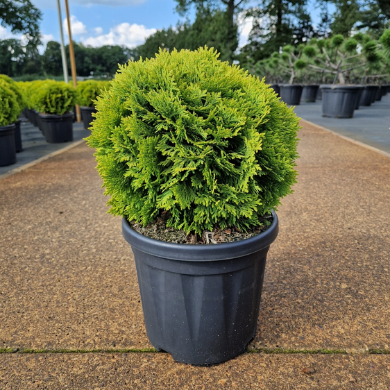 Thuja occidentalis 'Mirjam' 6L - image 2