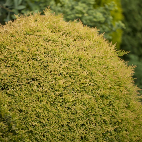Thuja occidentalis 'Rheingold' 3L - image 1