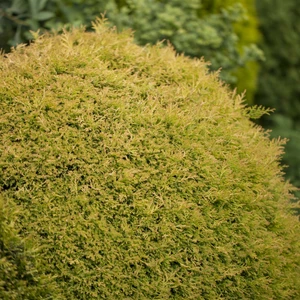 Thuja occidentalis 'Rheingold' 3L - image 1