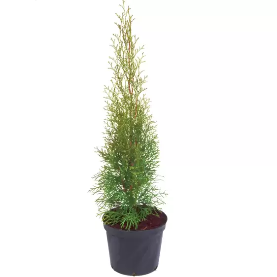 Thuja occidentalis 'Smaragd' 5L