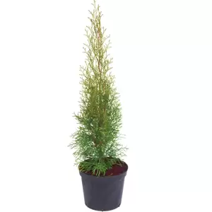 Thuja occidentalis 'Smaragd' 1L