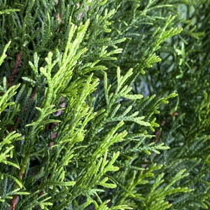 Thuja occidentalis 'Smaragd' 1L - image 2