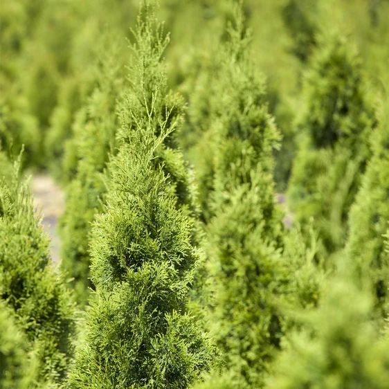 Thuja occidentalis 'Smaragd' 1L - image 1