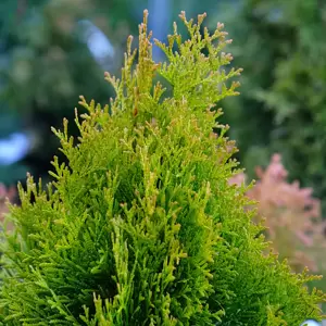 Thuja occidentalis 'Smaragd D'Or'