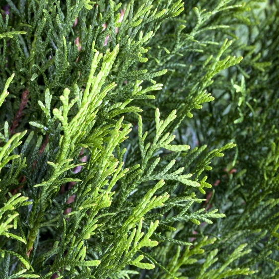 Thuja occidentalis 'Smaragd' 10L - image 2