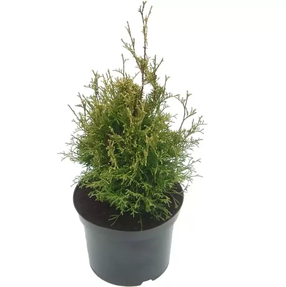 Thuja occidentalis 'Stolwijk' 7L