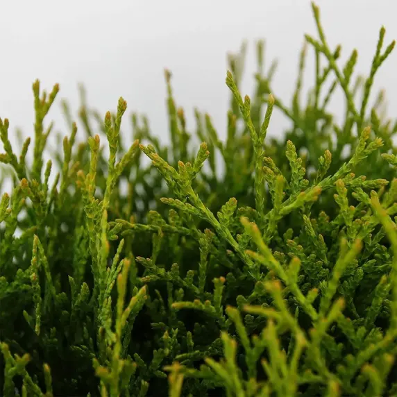 Thuja occidentalis 'Tiny Tim' 7L - image 2