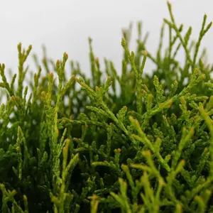 Thuja occidentalis 'Tiny Tim' 7L - image 2