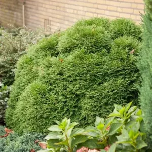Thuja occidentalis 'Tiny Tim' 7L - image 1
