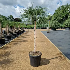 Thuja plicata 'Whipcord' Standard 60cm Stem