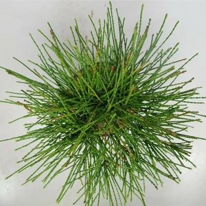 Thuja plicata 'Whipcord' Standard 60cm Stem - image 2