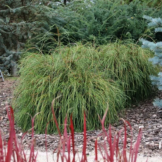 Thuja plicata 'Whipcord' 3L - image 2