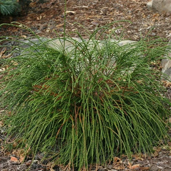 Thuja plicata 'Whipcord' 3L - image 3