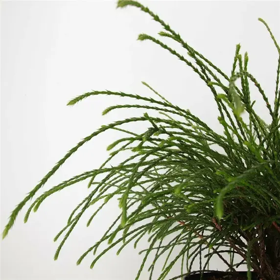 Thuja plicata 'Whipcord' Standard - image 1