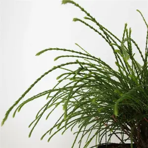 Thuja plicata 'Whipcord' Standard - image 1