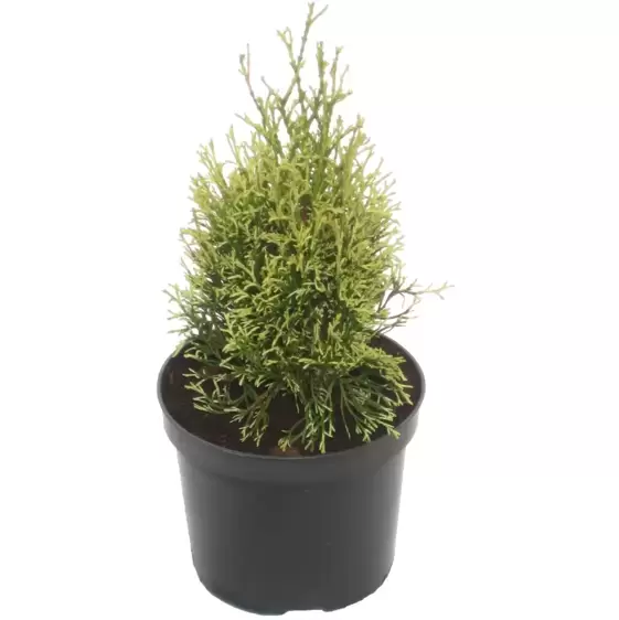 Thuja occidentalis 'White Smaragd' 1L