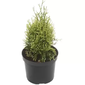 Thuja occidentalis 'White Smaragd' 1L