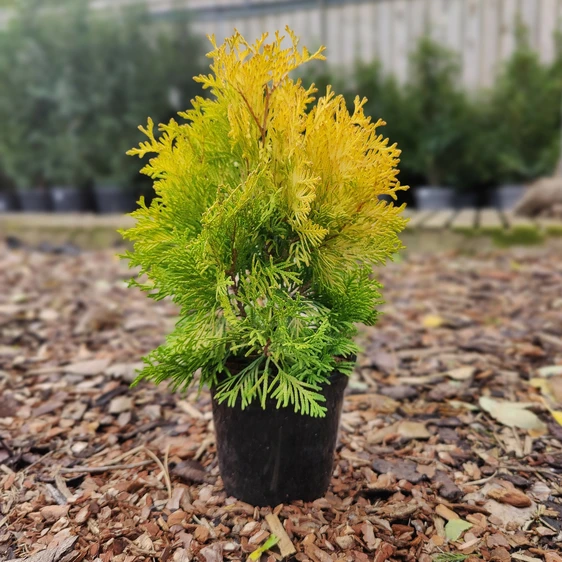 Thuja occidentalis 'Yellow Diamond' 1L - image 1