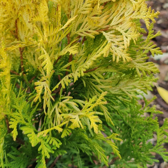 Thuja occidentalis 'Yellow Diamond' 1L - image 2