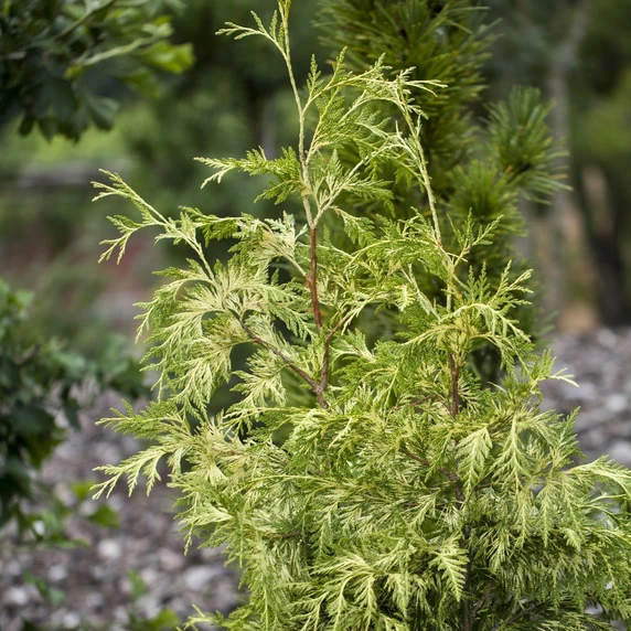 Thuja plicata 'Zebrina' 1L