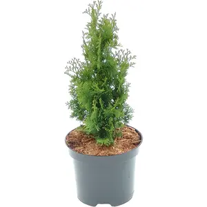 Thuja occidentalis Zmatlik' 3L