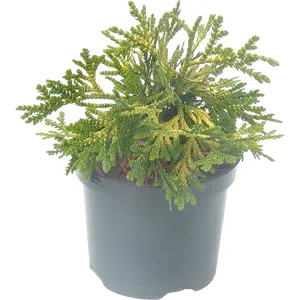 Thujopsis dolbrata 'Aurea' 1L