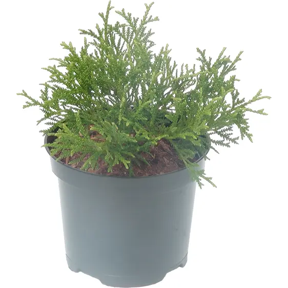 Thujopsis dolbrata 'Nana' 2.3L
