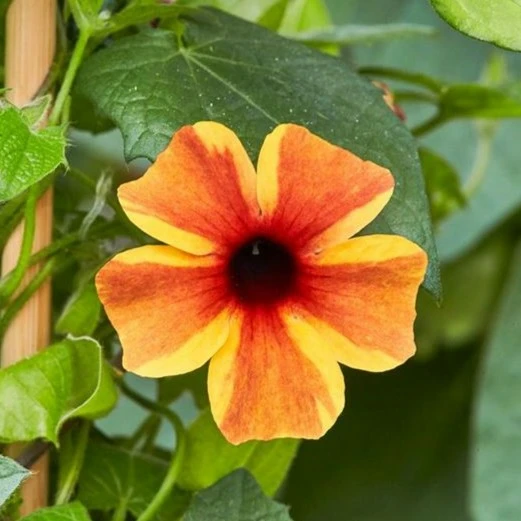 Thunbergia alata 'Amber Stripes'