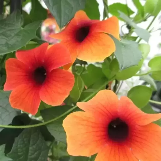 Thunbergia alata 'Arizona Glow' 9cm