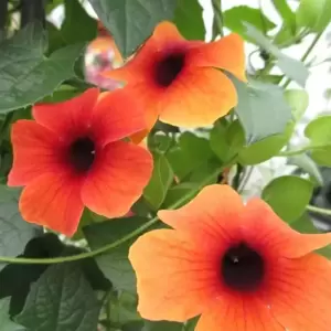 Thunbergia alata 'Arizona Glow' 9cm