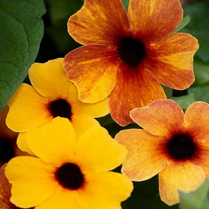 Thunbergia alata 'SunEyes Terracotta'