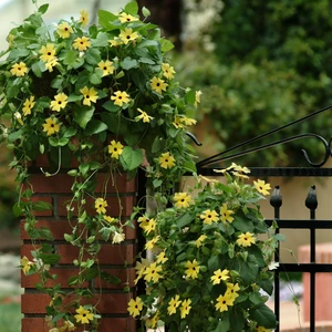 Picture - Ball Horticultural