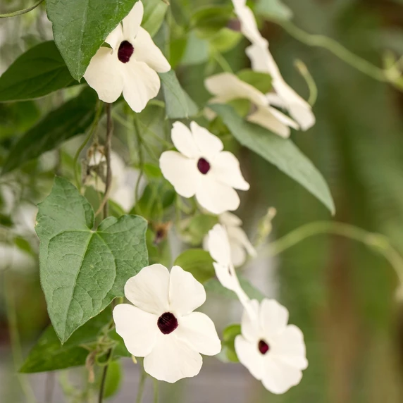 Thunbergia alata 'Sunny Susie White Wedding' 9cm