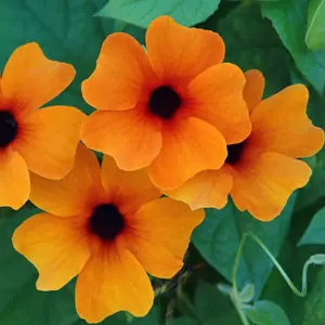 Thunbergia alata 'Sunny Susy Red Orange' 9cm
