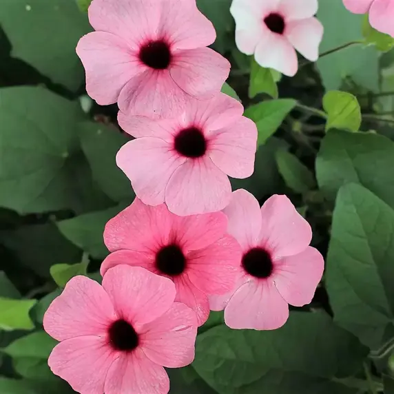 Thunbergia alata 'Sunny Susy Rose Sensation' 1L