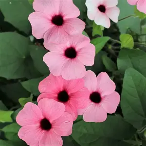 Thunbergia alata 'Sunny Susy Rose Sensation' 9cm