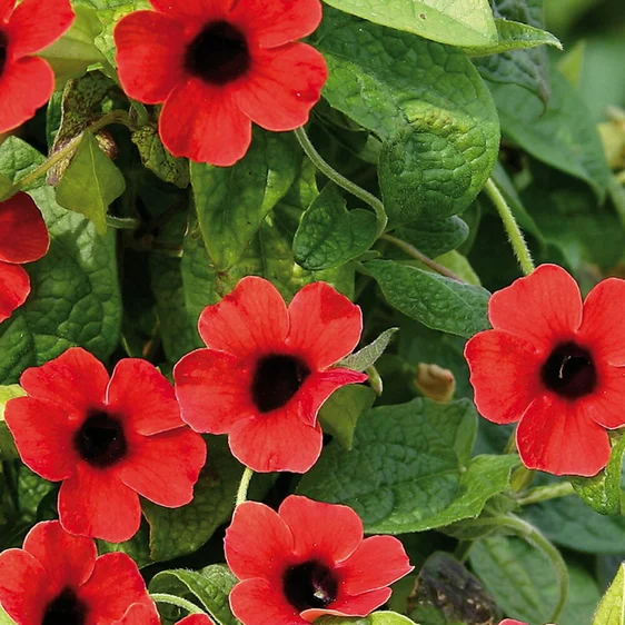 Thunbergia alata ‘Sunny Suzy Brownie’