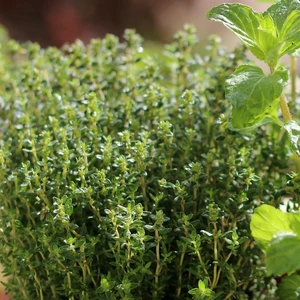Thyme 8.5cm